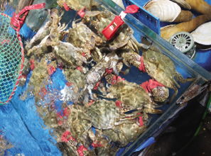 海鮮銷售進入旺季 記者調(diào)查其中 貓膩