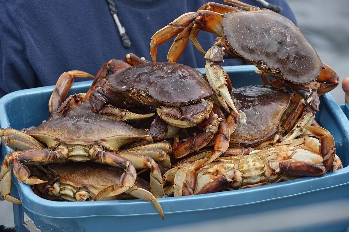 珍寶蟹 肉厚肥美，但別誤抓母蟹